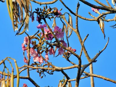 Tabebuia rosea, photographed by Malo Ramírez