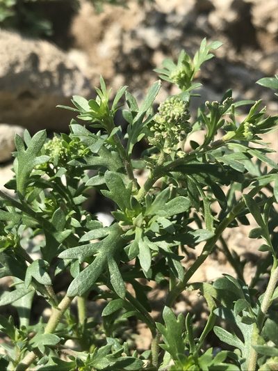 Lepidium oblongum, photographed by Ryan Donnelly
