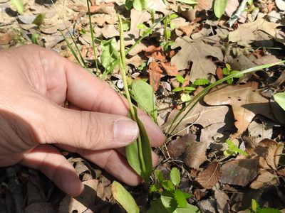 Ophioglossum engelmannii, photographed by Sam Kieschnick