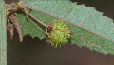 Ayenia herbacea, photographed by S.MORE