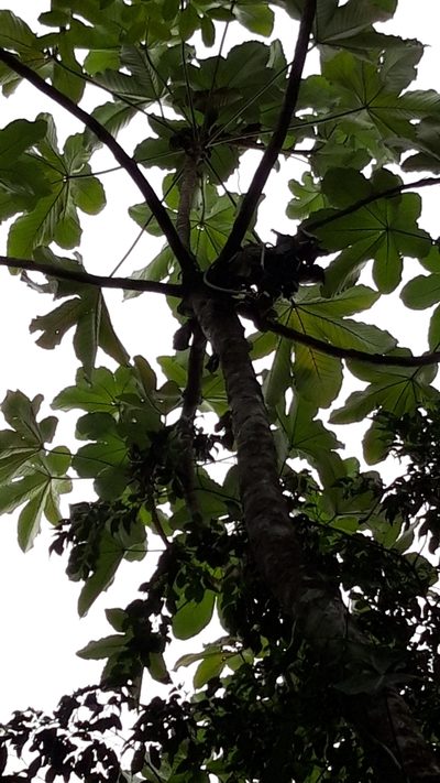 Cecropia insignis, photographed by keesgroenendijk