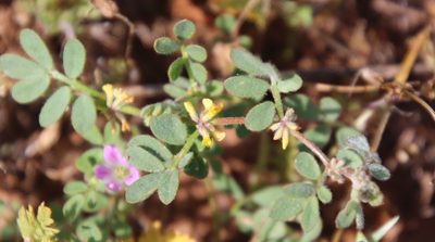 Acmispon micranthus, photographed by Millie Basden