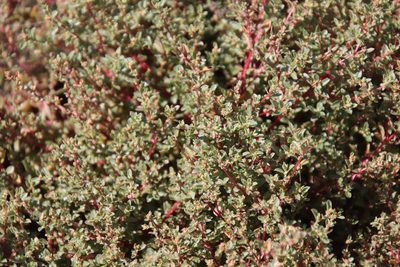 Atriplex pacifica, photographed by Millie Basden