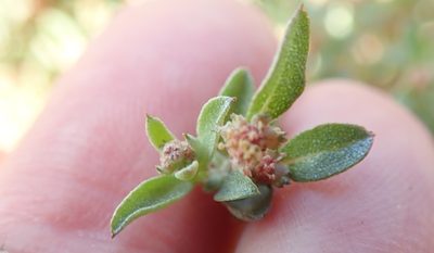 Atriplex pacifica, photographed by Millie Basden