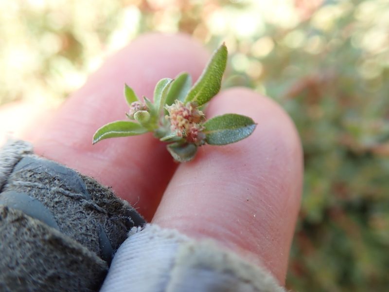 Atriplex pacifica, photographed by Millie Basden