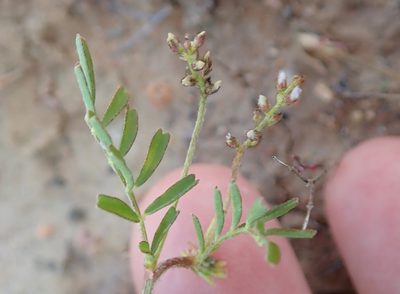 Astragalus gambelianus, photographed by Millie Basden