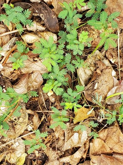 Mimosa latidens, photographed by johnyochum