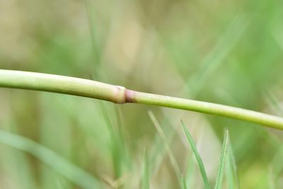 Eriochloa procera, photographed by Cheng-Tao Lin