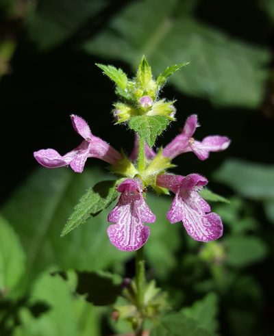 Stachys mexicana, photographed by Alex Abair