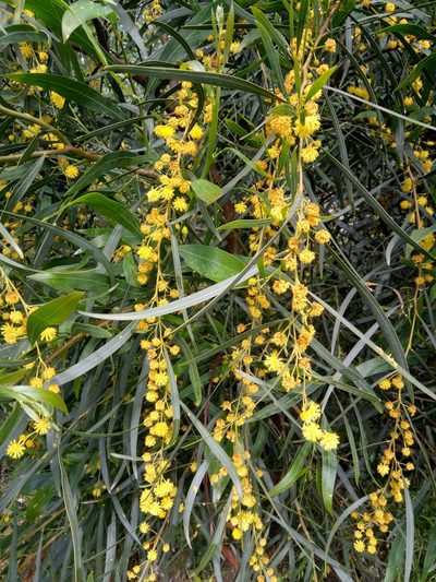 Acacia retinodes, photographed by Karim Haddad
