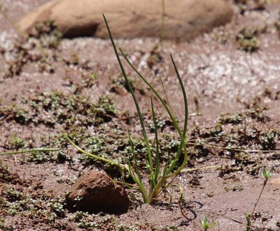 Triglochin scilloides, photographed by Millie Basden