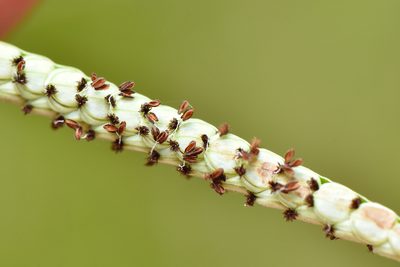 Paspalum orbiculare, photographed by Cheng-Tao Lin