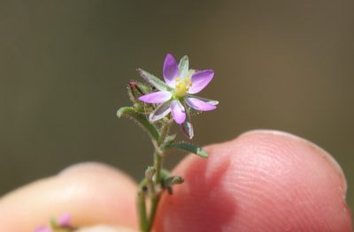 Spergularia bocconei, photographed by Millie Basden