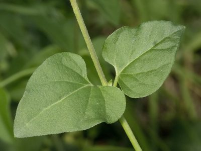 Mirabilis violacea, photographed by Manuel Ortiz