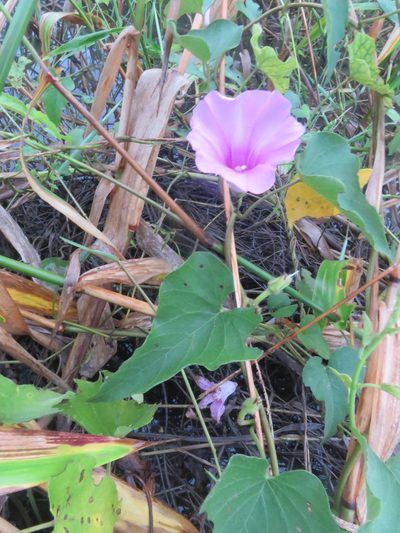 Ipomoea rubens, photographed by Vincent A. Vos