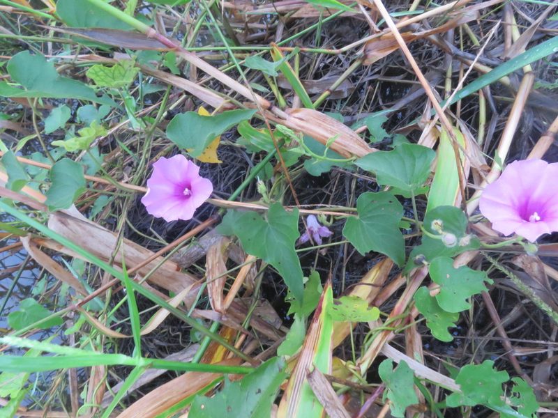 Ipomoea rubens, photographed by Vincent A. Vos