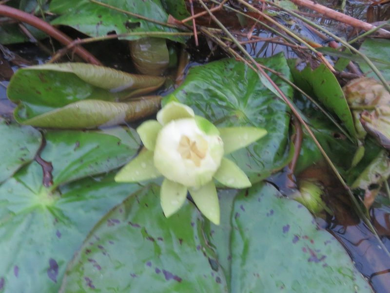 Nymphaea amazonum, photographed by Vincent A. Vos