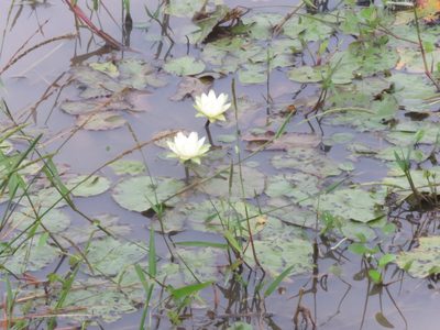 Nymphaea amazonum, photographed by Vincent A. Vos