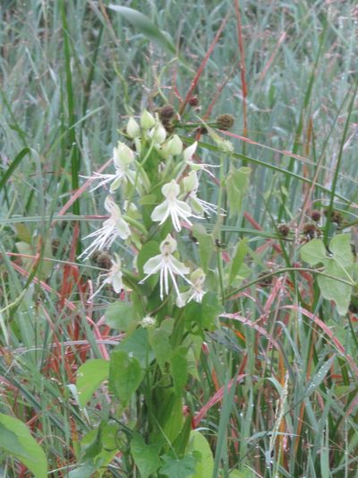 Habenaria melvillei, photographed by Vincent A. Vos