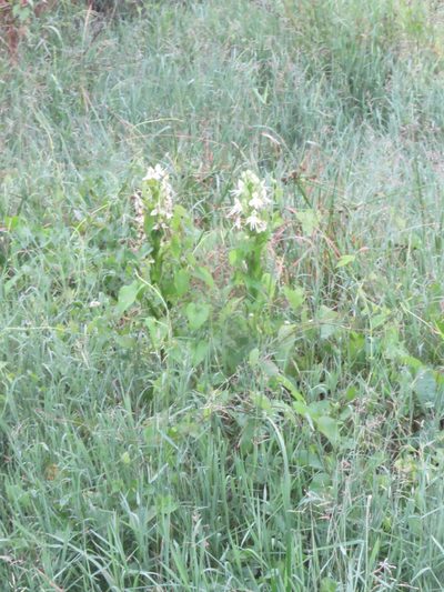 Habenaria melvillei, photographed by Vincent A. Vos