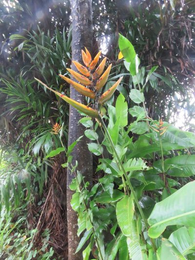 Heliconia librata, photographed by Vincent A. Vos