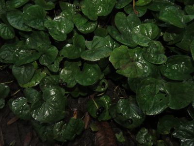 Geophila macropoda, photographed by Vincent A. Vos