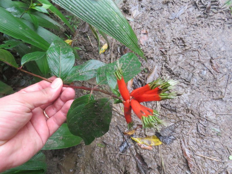 Cuphea melvilla, photographed by Vincent A. Vos