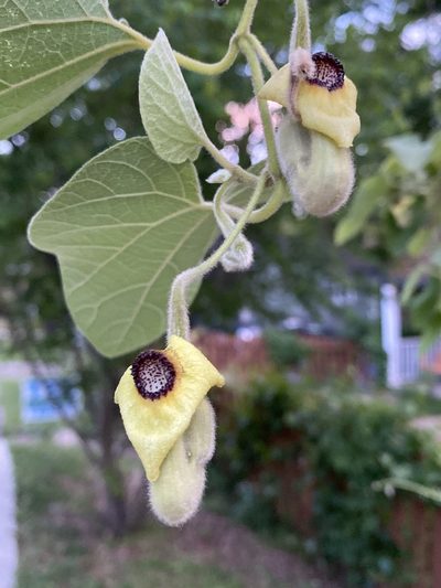 Aristolochia tomentosa, photographed by Jonah McDonald