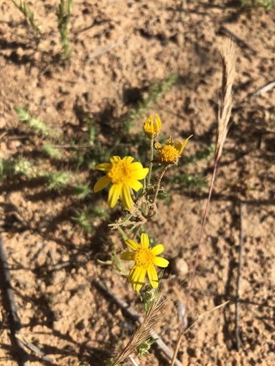 Lasthenia coronaria, photographed by Rachel Allingham