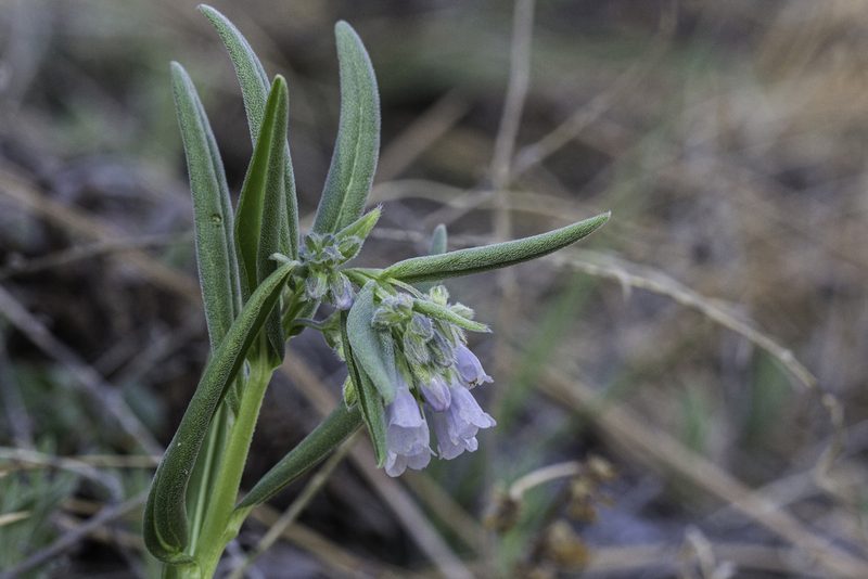 Mertensia fendleri, photographed by Craig Martin