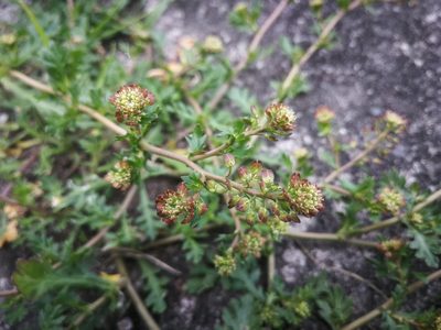 Lepidium bipinnatifidum, photographed by sandy-espinozaf