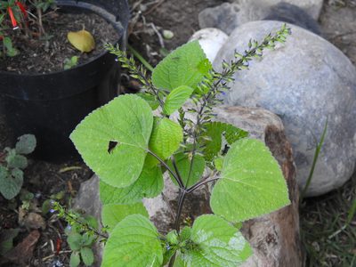 Salvia tiliifolia, photographed by Naturalist Tours