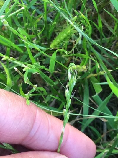 Lolium temulentum, photographed by Roz Hunter