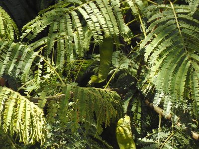 Parasenegalia visco, photographed by Naturalist Tours