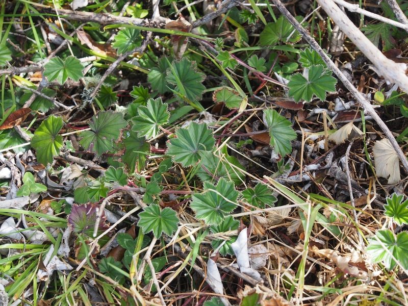 Alchemilla pectinata, photographed by Lena Struwe