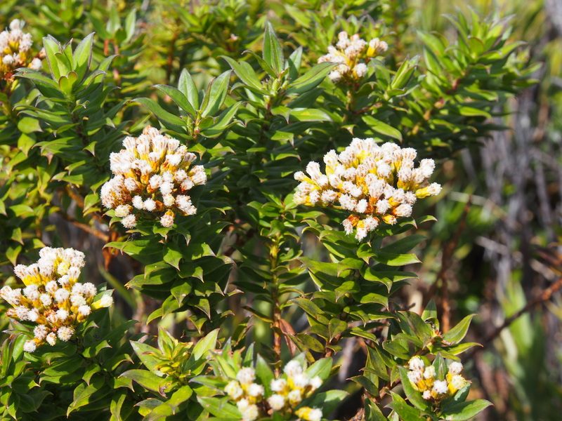 Pentacalia firmipes, photographed by Lena Struwe