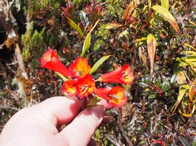 Bomarea acutifolia, photographed by Lena Struwe