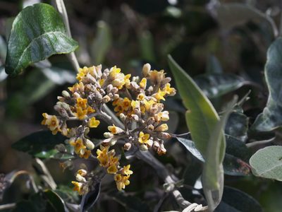 Buddleja nitida, photographed by Lena Struwe