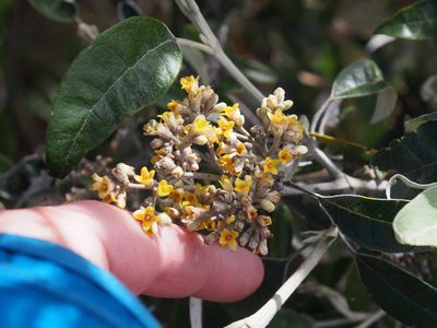 Buddleja nitida, photographed by Lena Struwe