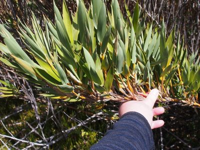 Chusquea subtessellata, photographed by Lena Struwe