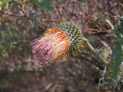Cirsium subcoriaceum, photographed by Lena Struwe