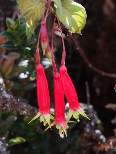 Fuchsia splendens, photographed by Lena Struwe