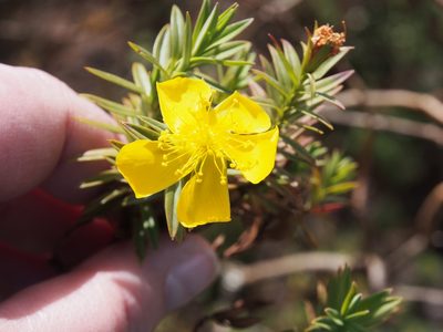 Hypericum irazuense, photographed by Lena Struwe
