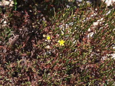 Hypericum costaricense, photographed by Lena Struwe