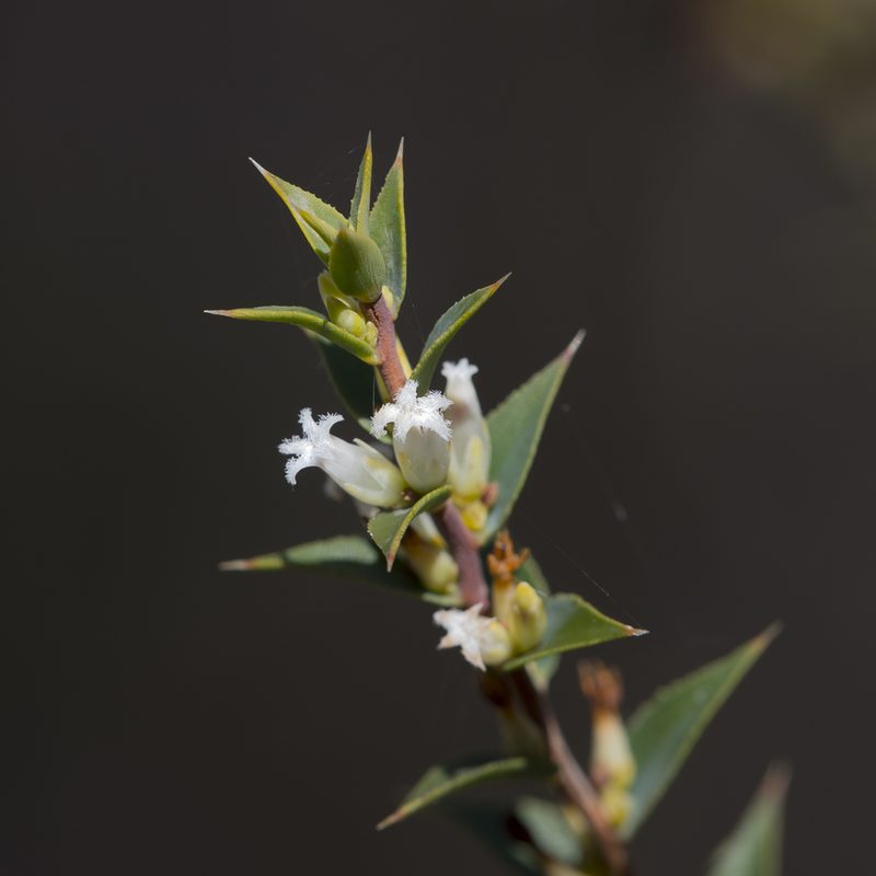 Styphelia rufa, photographed by Kym Nicolson