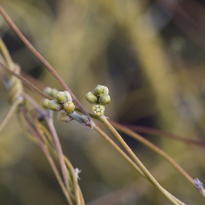 Cassytha pubescens, photographed by Kym Nicolson