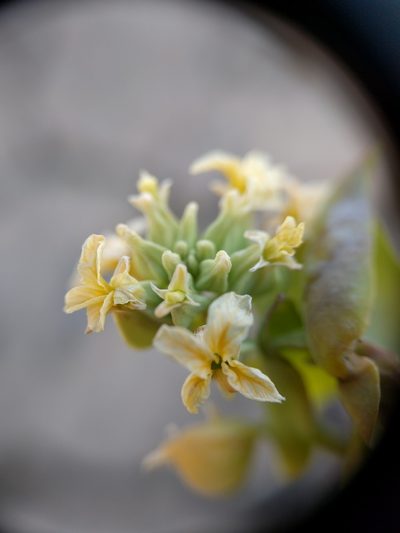 Streptanthus diversifolius, photographed by Nick Doty