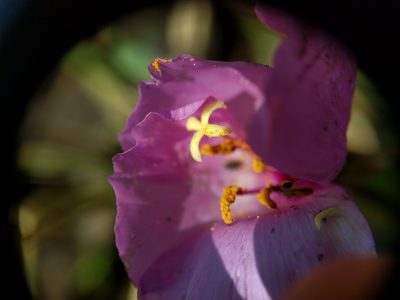 Clarkia arcuata, photographed by Nick Doty