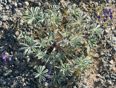 Lupinus shockleyi, photographed by Jesse Rorabaugh