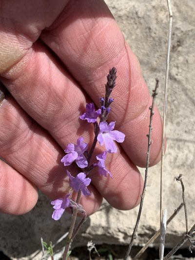 Verbena perennis, photographed by CK2AZ